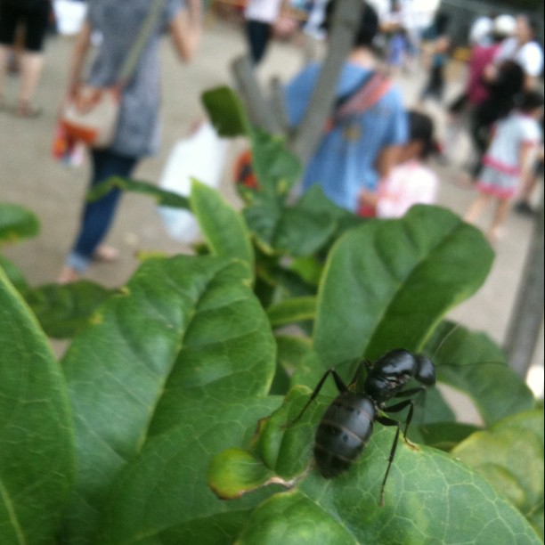 Créature de l’été nippon : la fourmis géante (taille d’un pouce)! Effet Fukushima ?
