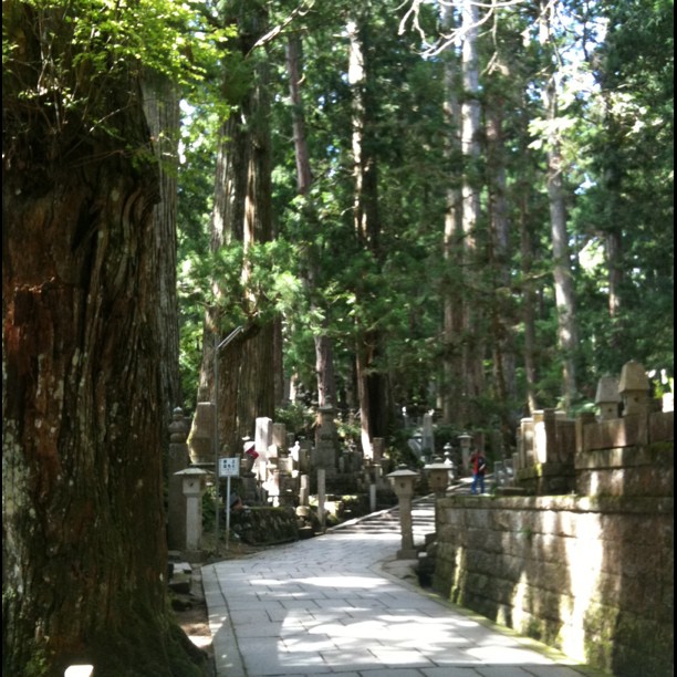 Le cimetière du Mont Koya est magnifique… Difficile de rendre la majestueusité des arbres en photo…