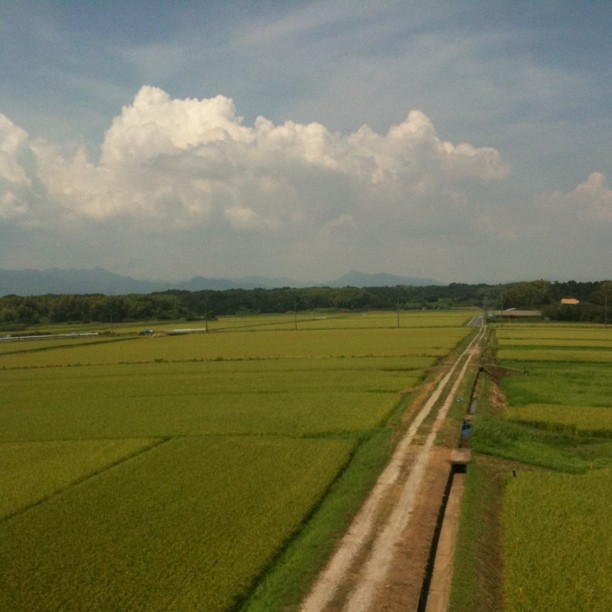 La campagne japonaise et ses rizières à perte de vue !