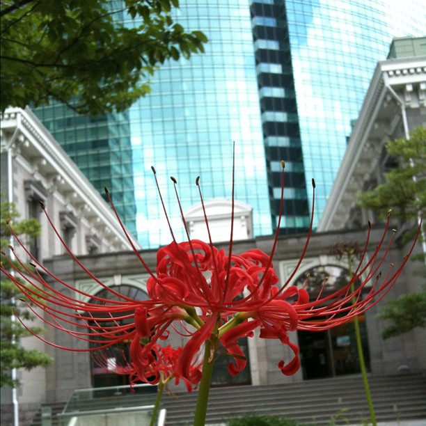 Désolé j’ai oublié le nom de cette fleur, mais il y en partout à Tokyo en ce moment.