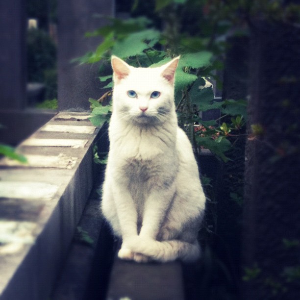 Chat de Yanaka