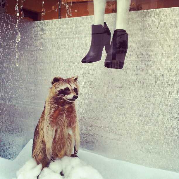 J’ai retrouvé un des Tanuki à Shibuya… Pas de bol il est en vitrine, empaillé par les Shibuyettes…