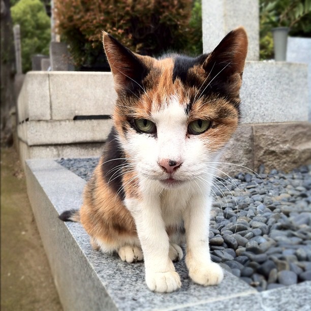 La racaille de Yanaka… Ça c’est le boss du secteur 3 ;-)