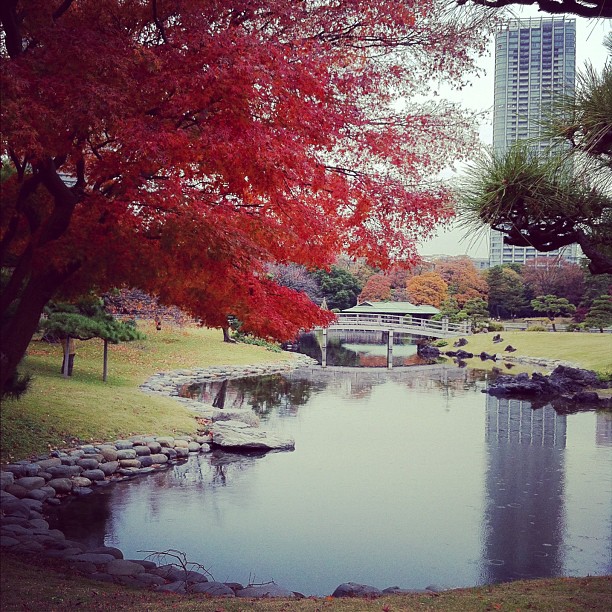 Jardin de Hamarikyu sous la pluie…