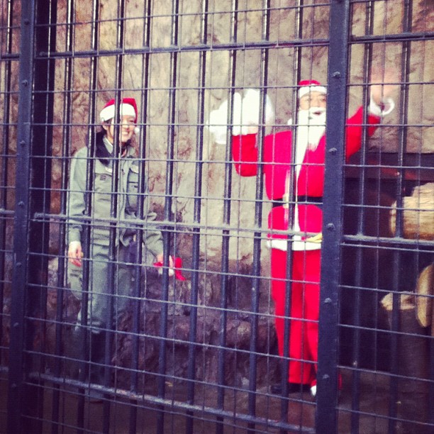 C’est tellement rare de voir le Père Noël que les japonais l’on mis en cage au zoo !
