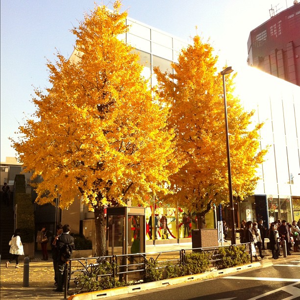 Les Ginko Biloba sont magnifiques à Harajuku !