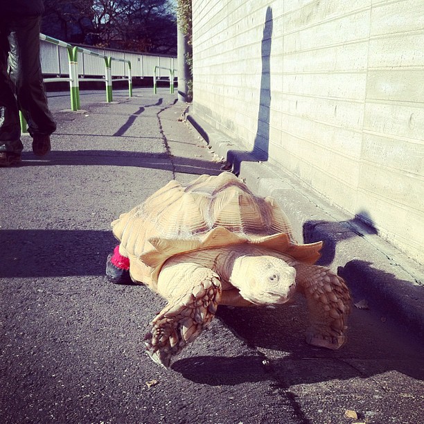 Tiens, un japonais qui balade sa tortue de 17 ans.