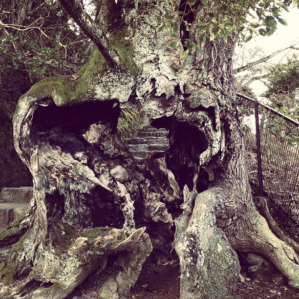 Y’en a un qui a fait un kamehameha dans l’arbre