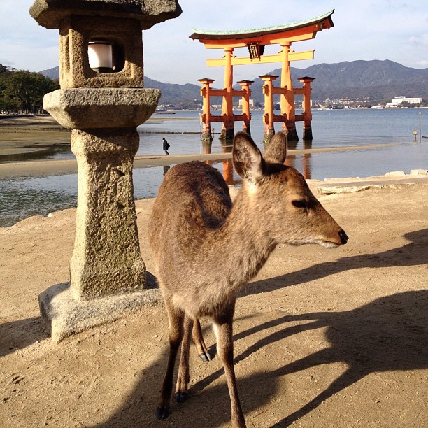 Voici le chef des daims de #miyajima, il faut lui donner à manger pour qu’il se pousse!