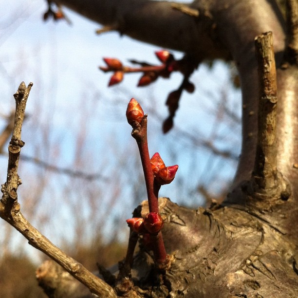 #SakuraReport : les pruniers sont en retard sur leur floraison… Les cerisiers connaîtront peut être la même chose…