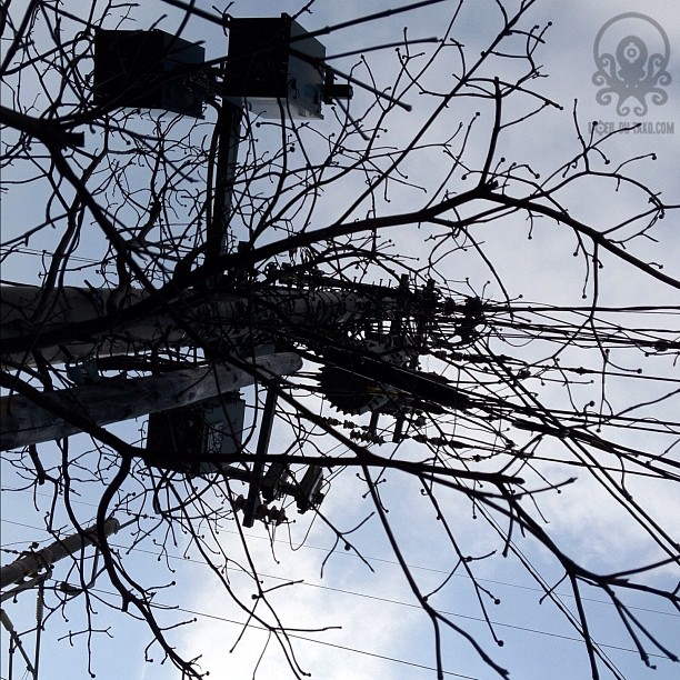 Cables branchés ou branches cablées ? #広島 #hiroshima #igersjapan #tree