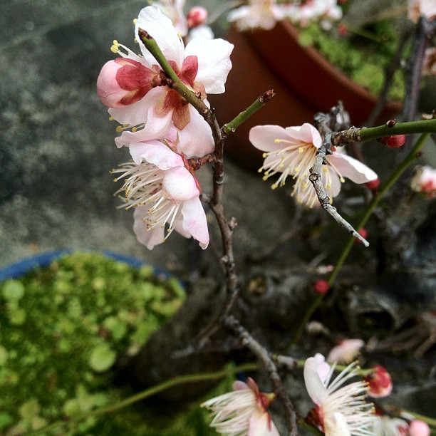 Quelle superbe journée à Osaka ! (^O^)／ On sent que le printemps est proche