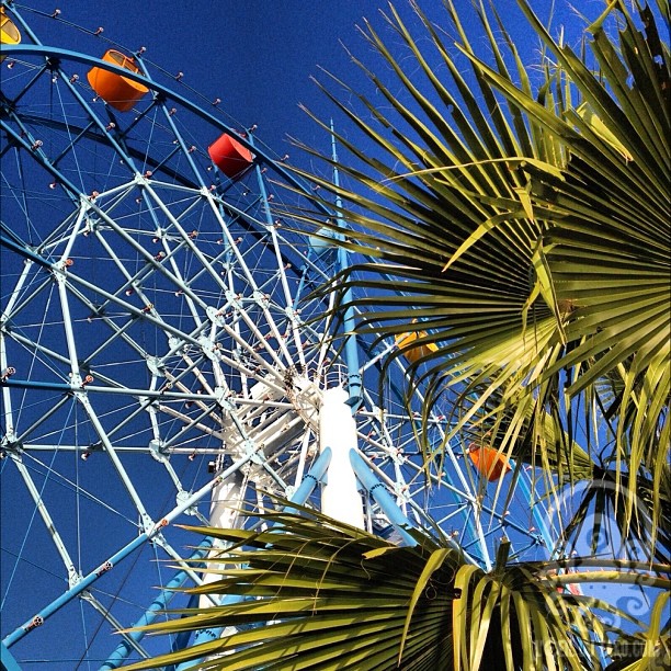 Ciel bleu, palmiers, 6°C…#hiroshima #広島 #igersjapan