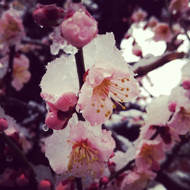 Les arbres qui avaient choisis de fleurir se prennent une claque aujourd’hui !