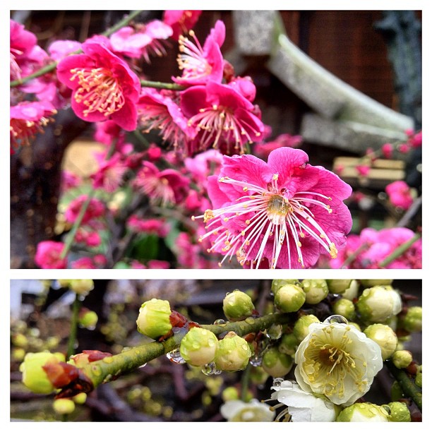 Il a plus ce matin sur les pruniers en fleurs du Osaka Tenmangu !