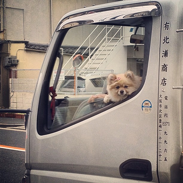 Au Japon, même les chiens s’étonnent parfois de voir des étrangers :)