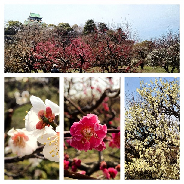 Superbe journée printanière hier avec les pruniers du château d’Osaka ! #japon #kansai #igersosaka #osaka #fleur #ume #梅見