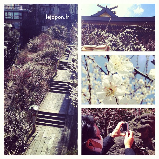 La floraison des pruniers commence à peine à Tokyo… 1 bonne semaine de retard donc !