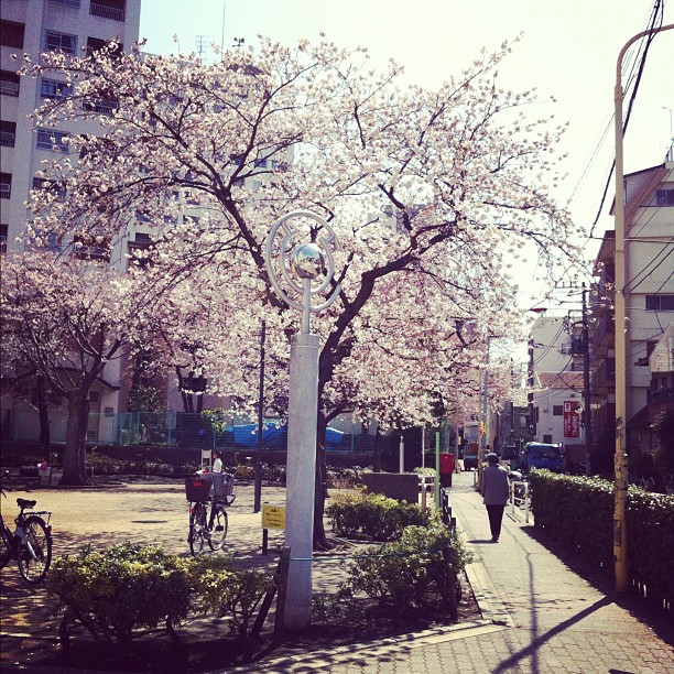 #sakurareport : Taito Nord (au dessus de Asakusa) floraison à 50%