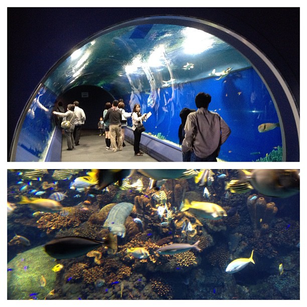 Le Kaiyukan, un des plus bel aquarium du monde