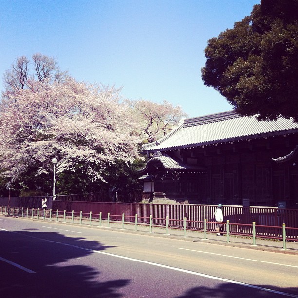 #sakurareport : Ueno Nord floraison à 80%