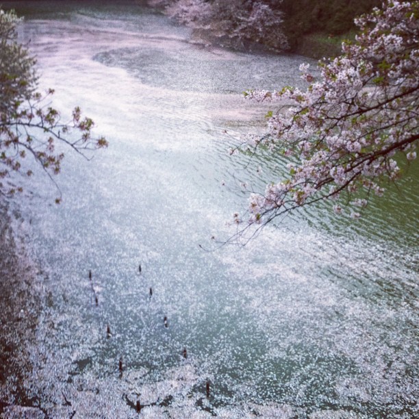 #sakurareport : fin des Sakura à Tokyo
