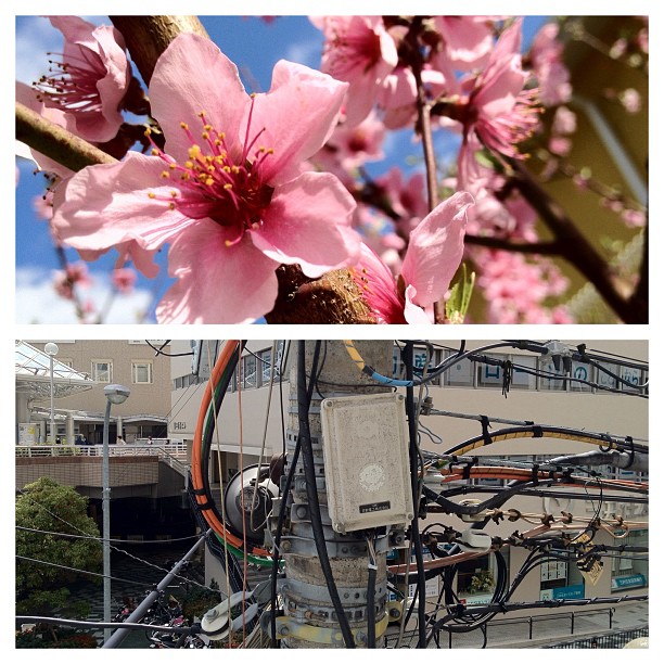 Peu importe sur quel genre de tiges poussent les branches, le Japon est comme il est