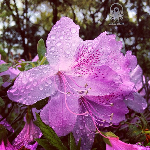 Tsutsuji sous la pluie ♪( ´θ｀)ノ