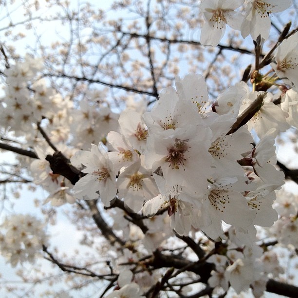 Aujourd’hui c’est « mankai » à Osaka. Comprenez la pleine éclosion des cerisiers