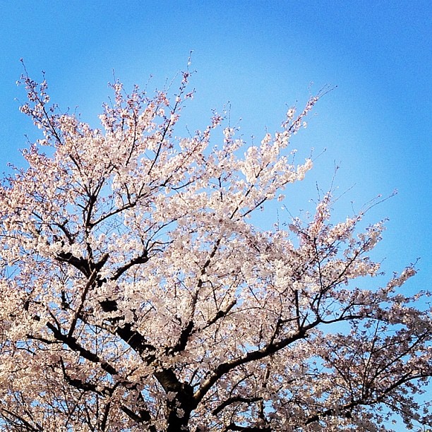 Sakura et ciel bleu à Osaka ce matin