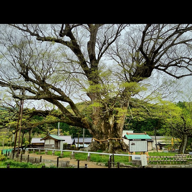 Arbre millénaire