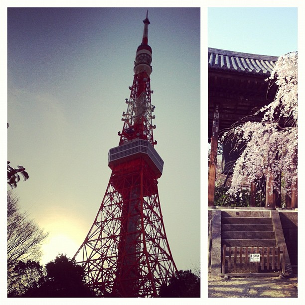 #sakurareport les cerisiers pleureurs au temple Zojoji sont à 100% de la floraison !