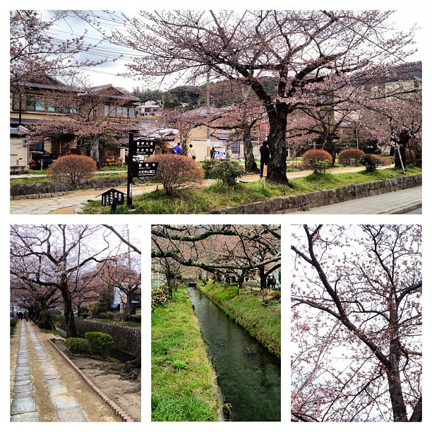 Sakura Report : les cerisiers du chemin des philosophes à Kyoto sont encore un peu justes