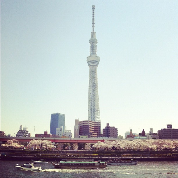 #sakurareport Tokyo Sky Tree et ses Sakura