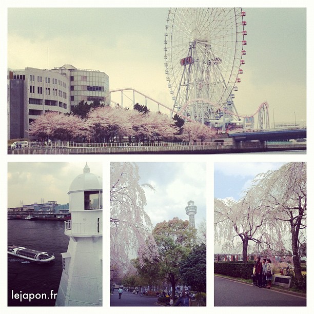 #sakurareport Yokohama Bay