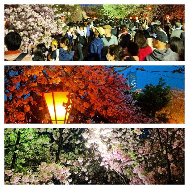 À Osaka, au pieds de l’Hotel de la Monnaie du Japon, se trouvent de nombreux Sakura qui fleurissent plus tard. Mais chut, c’est un secret :)