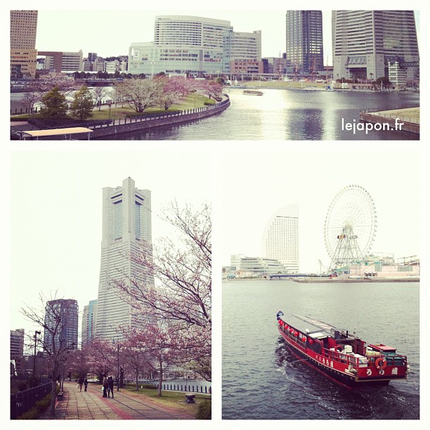 #sakurareport Yokohama Minatomirai 21