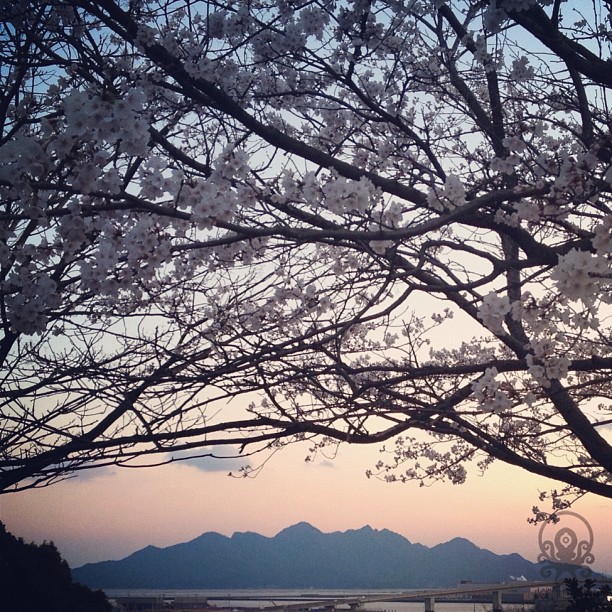 Les sakura forment une haie d’honneur pour l’île de Miyajima !