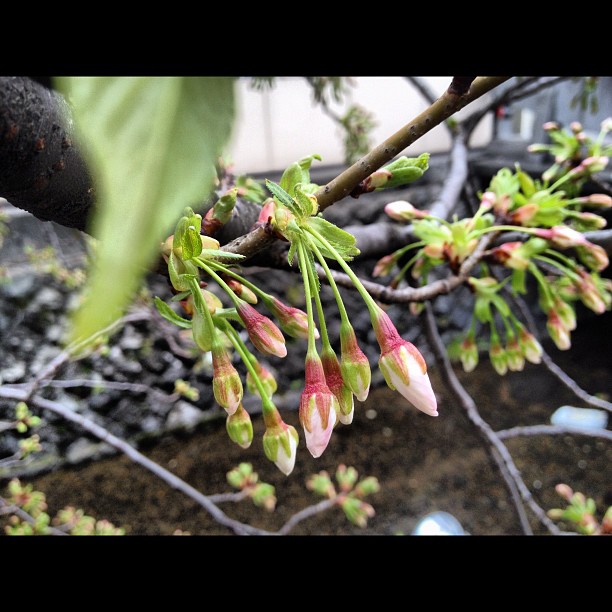 Sakura Report from Kyoto : ça bourgeonne mais faut encore attendre un peu