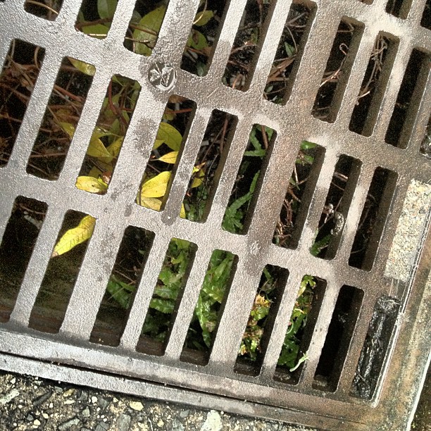 Une plante qui pousse dans une bouche d’égout