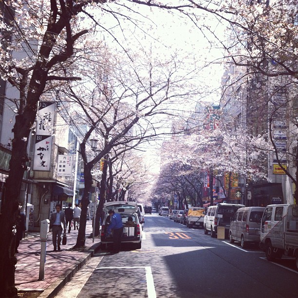 Sakura Dori : la rue des cerisiers en fleur