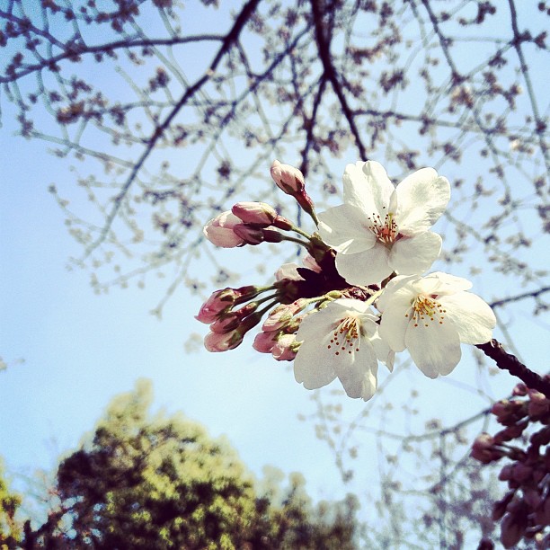 Sakura Report from Osaka