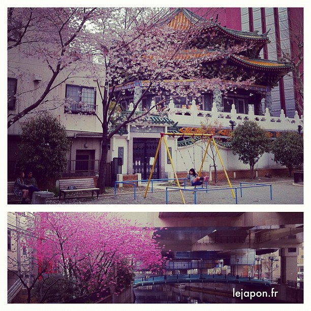 #sakurareport Yokohama Chinatown