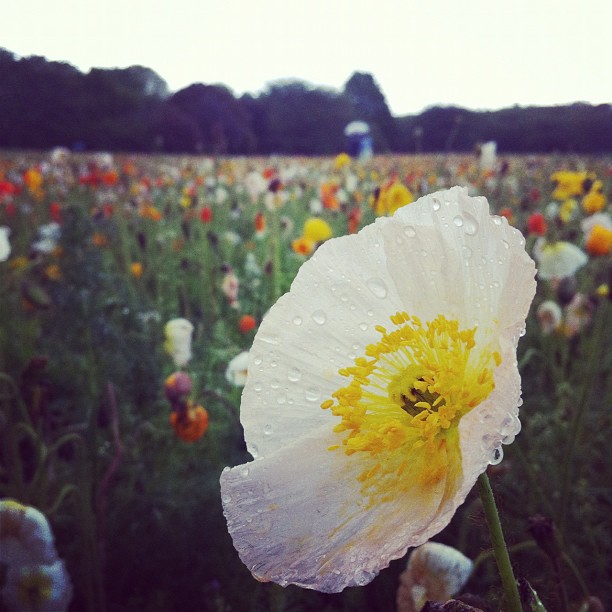 Coquelicot sous l’eau au Showa Kinen Koen