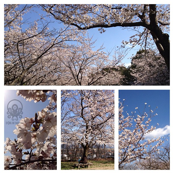 Pré-annonce des articles  » Du sakura en veux-tu, du Sakura en voilà (à Hiroshima) (^O^)／