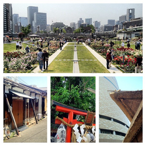 Un Osaka Safari sous le ciel bleu, les roses et les chemins de traverses
