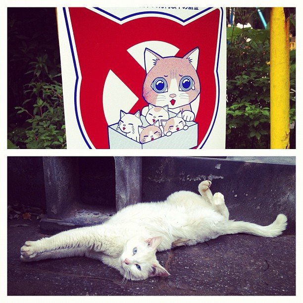 Yanaka, le royaume des chats !