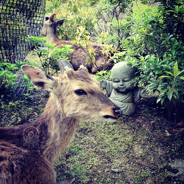 Les moines de Miyajima sont toujours aussi accueillants !