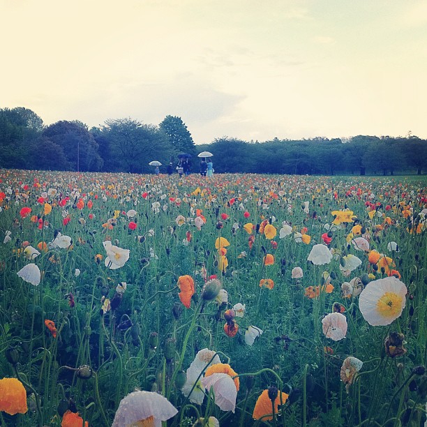 Champ de Coquelicots au Showa Kinen Koen