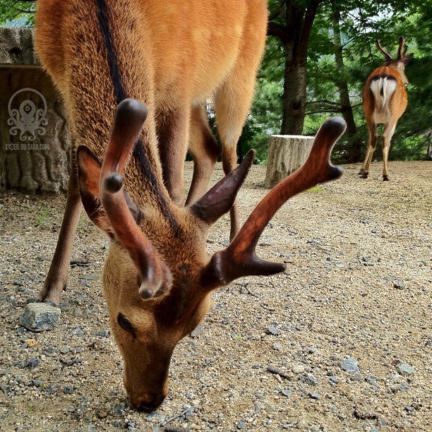 Miyajima c’est une histoire de bois :D